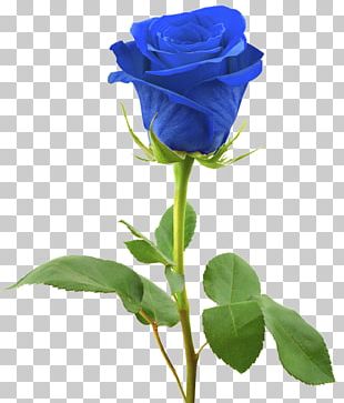 Blue Rose Stock Photography PNG