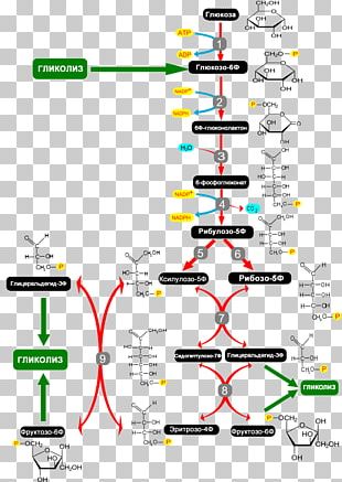 Pentose Phosphate Pathway Metabolic Pathway Hexose Metabolism PNG ...