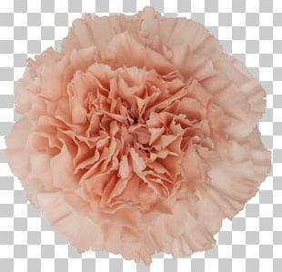 Carnation Pink Cut Flowers Rose PNG