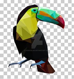 Bird Parrot Toucan Painting Art PNG