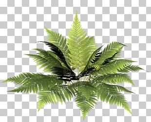 Fern Vascular Plant Burknar Leaf PNG
