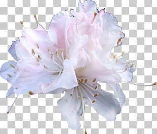 Cut Flowers Azalea Petal Flower Bouquet PNG