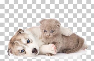 Siberian Husky Kitten Cat Puppy PNG