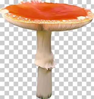 Fungus Mushroom Collage PNG