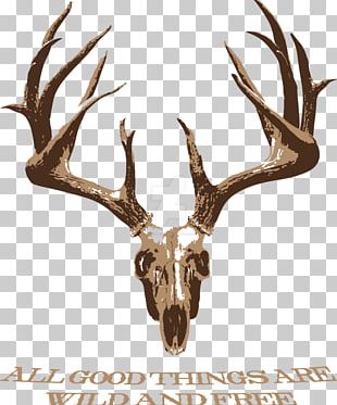 White-tailed Deer Elk Antler Skull PNG