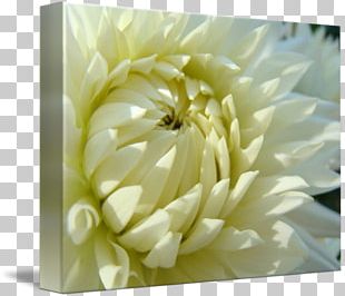Dahlia Gallery Wrap Troutman Floristry Chrysanthemum PNG