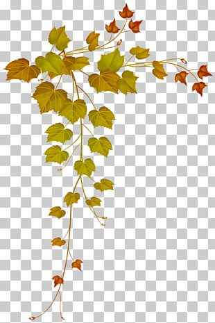 Autumn Leaf Color Autumn Leaf Color Maple Leaf PNG