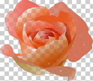 Peach Flower Rose PNG