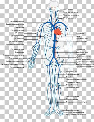 Vein Systemic Venous System Circulatory System Anatomy Inferior Vena ...