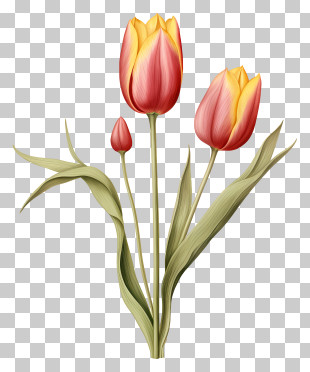 Pink Tulips - Pink And Yellow Tulips Illustration PNG