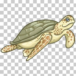 Loggerhead Sea Turtle Hawksbill Sea Turtle Tortoise PNG, Clipart ...