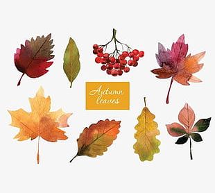 Dead leaves clipart