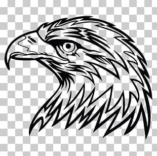 Bald Eagle Drawing Sketch PNG, Clipart, Accipitridae, Accipitriformes ...