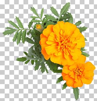 Tea English Marigold Aufguss Plants Flower PNG, Clipart, Aphididae ...