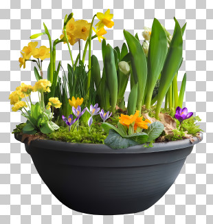 Planter - Potted Spring Flowers PNG