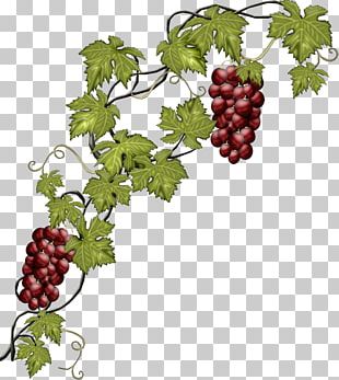 Common Grape Vine Wine Dolma Greek Cuisine Grape Leaves PNG, Clipart ...