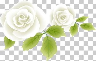 Rose Flower White PNG, Clipart, Bud, China Rose, Computer Icons, Cut ...