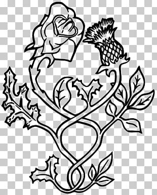 Milk Thistle Scotland Rose Cirsium Vulgare PNG