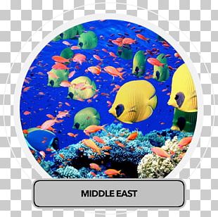 Red Sea Ocean Deep Sea Earth PNG