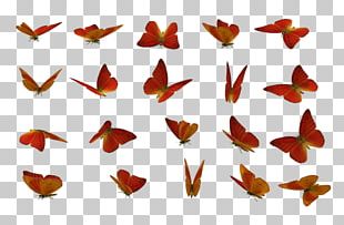 Download 3d Butterfly Png Images 3d Butterfly Clipart Free Download