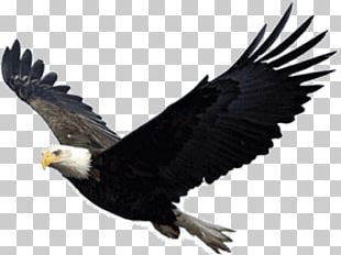 Bald Eagle PNG, Clipart, Accipitriformes, American Eagle, American ...