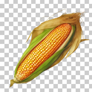 Corn - Fresh Corn On The Cob With Husk PNG