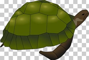 Sea Turtle Common Snapping Turtle PNG