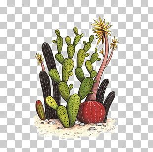 Cactaceae Drawing Watercolor Painting Succulent Plant Illustration PNG