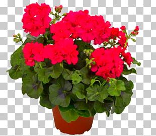 red geraniums clip art