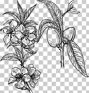 Broadleaf Arrowhead Drawing Plant PNG, Clipart, Alismataceae, Area ...