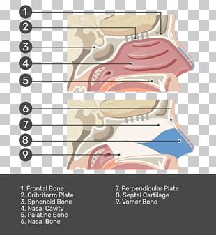 Oxygen Therapy Nose Nasal Cavity Nasal Cannula Lung PNG, Clipart ...