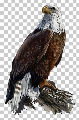 free bird of prey clipart