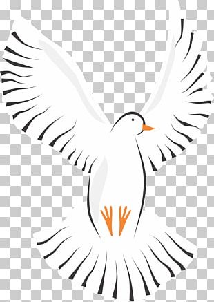Bird Flight Rock Dove Beak Homing Pigeon PNG, Clipart, Animals, Beak ...