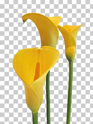 Arum-lily Lilium Flower PNG, Clipart, Arum, Arum Lily, Arumlily, Blog ...