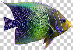 Coral Reef Fish Reef Aquarium Marine Biology PNG, Clipart, Animals ...