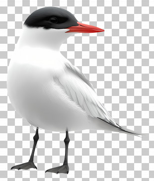 Arctic Tern - Arctic Tern Bird PNG