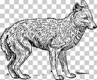 Coyote Golden Jackal Coloring Book Black-backed Jackal PNG, Clipart ...