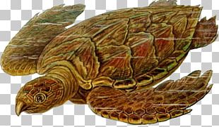 Sea Turtle Graphics The Turtle PNG, Clipart, Ajay, Animals, Art ...