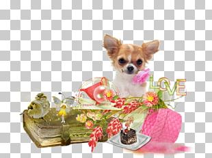 Chihuahua Puppy Yorkshire Terrier Maltese Dog Pet Png Clipart Animal Animals Breed Carnivoran Cat Free Png Download