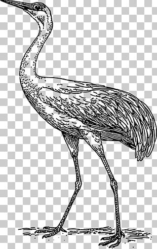 Whooping Crane Bird PNG, Clipart, Artwork, Beak, Bird, Black And White