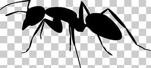 Ant Silhouette Photography PNG, Clipart, Animals, Ant, Ants Vector ...