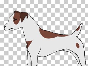 Dog Breed Jack Russell Terrier Italian Greyhound Puppy PNG