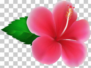 Frangipani Flower PNG, Clipart, Blume, Branch, Clip , Color, Cut ...