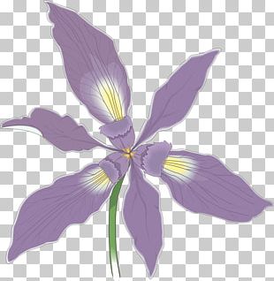 Douglas Iris Flower Photography PNG