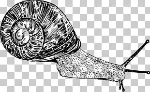 Snail Gastropods Drawing Seashell Slug PNG