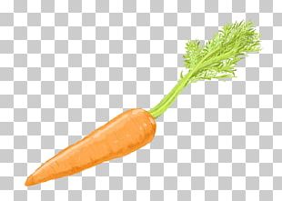 Baby Carrot PNG, Clipart, Bunch Of Carrots, Carrot, Carrot Cartoon ...