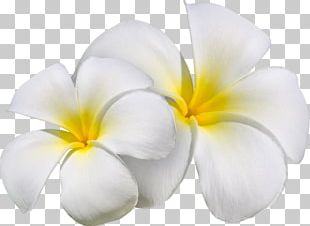 Frangipani Flower Petal PNG, Clipart, Agac Resimleri, Aqua, Clip Art ...