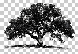 Oak Tree - Line Art Tree Illustration PNG