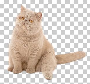 Kitten British Shorthair Persian Cat American Shorthair Maine Coon PNG ...