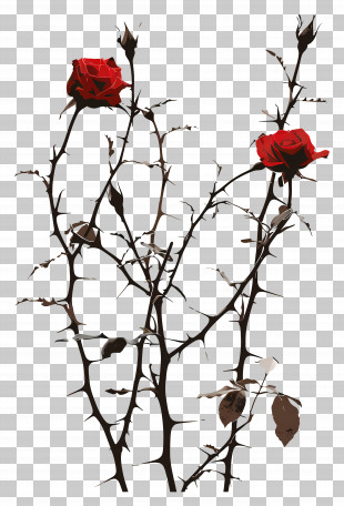Rose Thorns - Thorny Rose Bush With Bright Red Flowers PNG